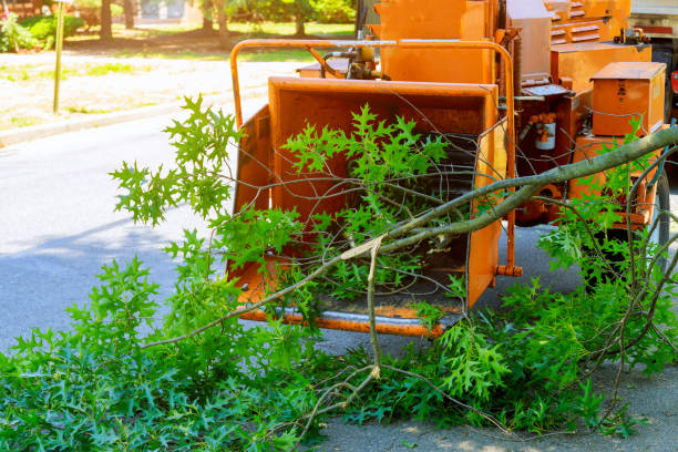 Professional Tree Service in Lakewood, WA